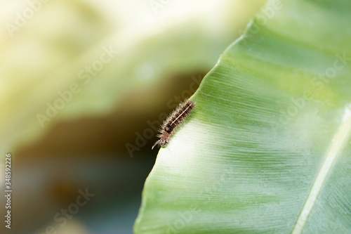 Pine processionary caterpillar on green leaf with blurred natural background and sunrise. photo