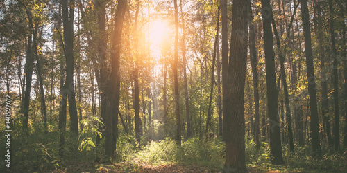 Fototapeta Naklejka Na Ścianę i Meble -  beautiful view of sunshine through trees in morning forest