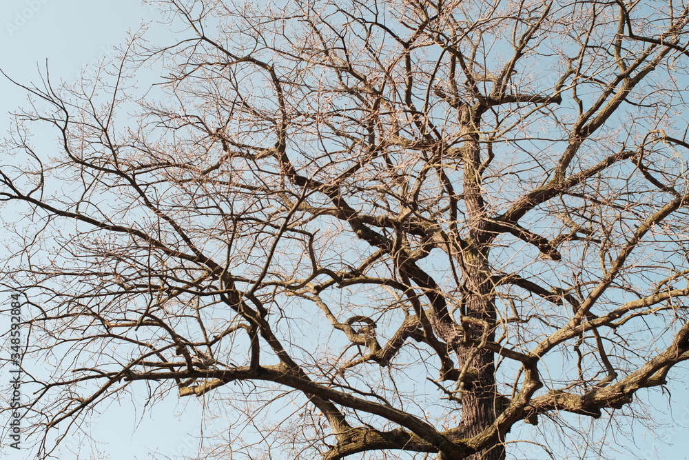 branches of a tree branches of a tree