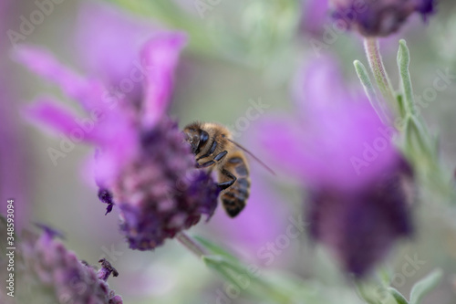 Lavande papillon et abeille © Terres de Photos