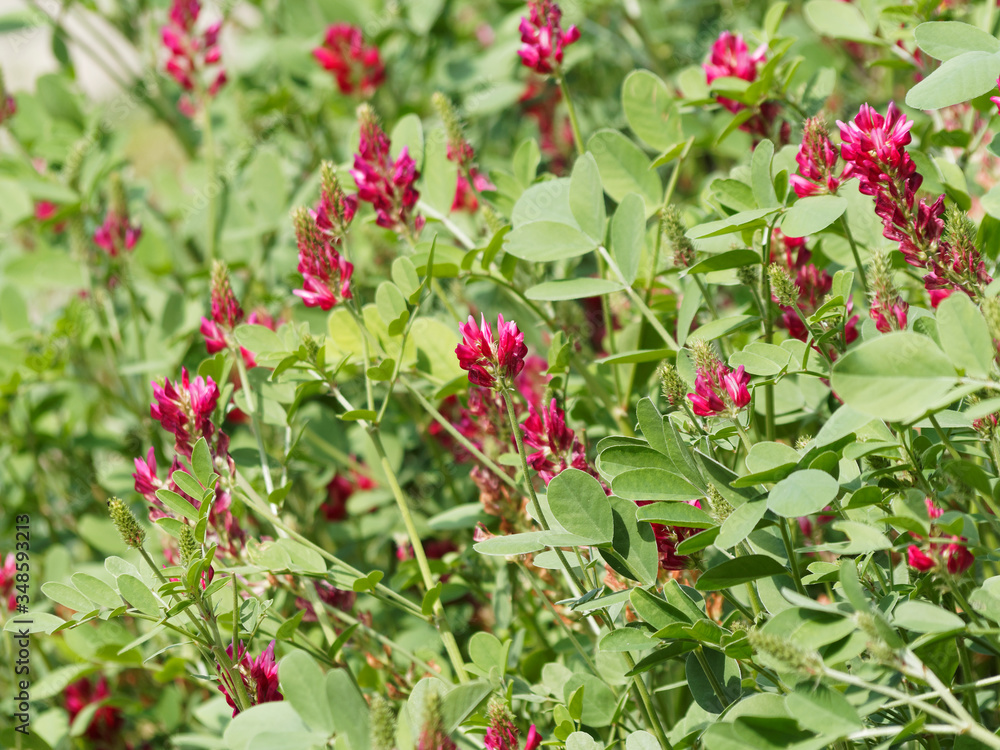 Obraz premium (Hedysarum coronarium) Sainfoin espagnol ou Hédysarum à bouquets aux fleurs pyramidales rouge bordeaux, plante fourragère et ornementale
