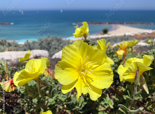Foto Blooming evening primrose (lat.- oenothera) against the sea