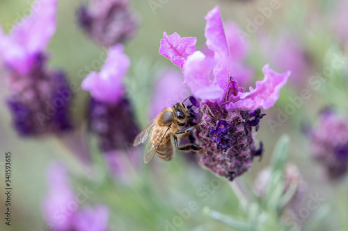 Lavande papillon et abeille
