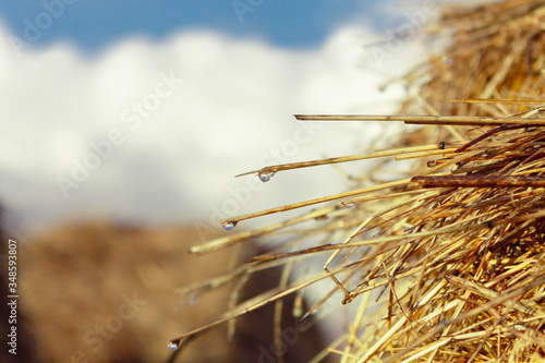 raindrops on hay straws