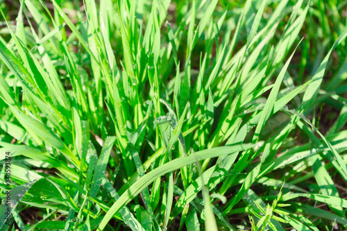 raindrops on grass