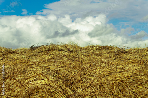  haystick