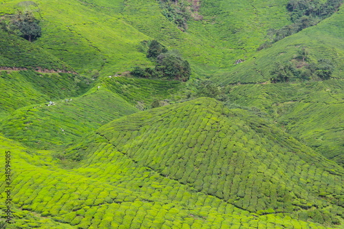High Angle View Of Tea Plantation On Mountain
