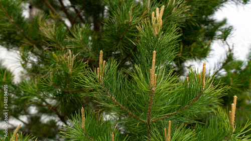 Young shoots of pine tree.