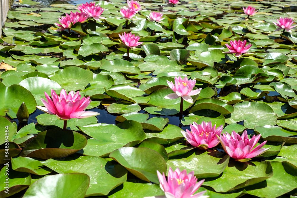 Pink waterlily in a pond