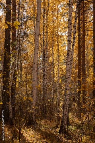 Yellow autumn forest in Russia