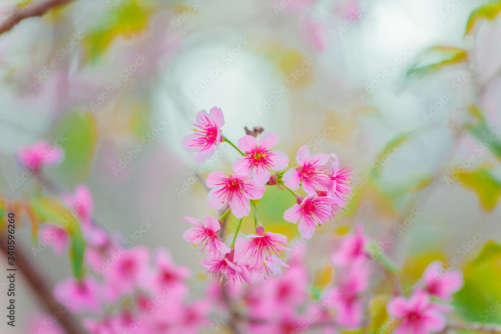 Beautiful wild himalayan cherry flower ( Prunus cerasoides ), This flowers are very similar to the pink cherry blossoms,Isolated with nature background. Beautiful wild himalayan cherry flower ( Prunus cerasoides ), This flowers are very similar to the pink cherry blossoms,Isolated with nature background.