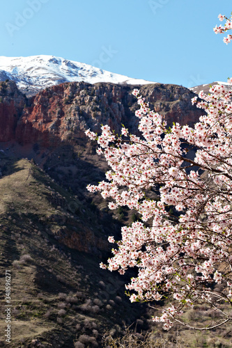 Almond blossom in the mountains of Armenia