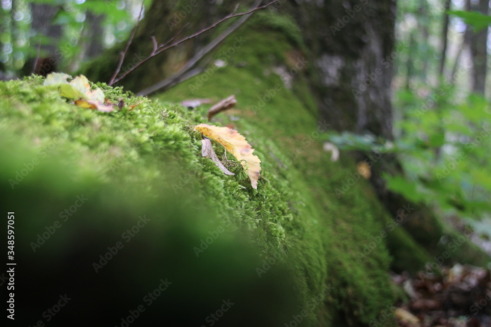 Obraz premium moss on root in autumn forest