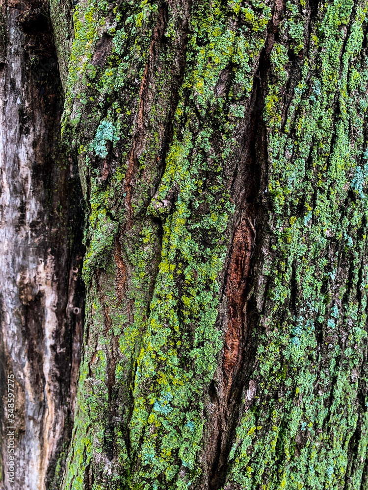 mossy tree bark on rainy day background texture mossy tree bark on rainy day background texture