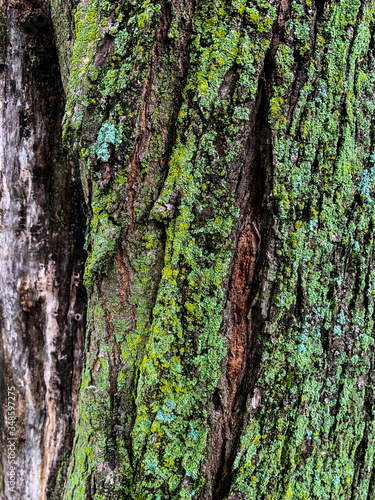 mossy tree bark on rainy day background texture