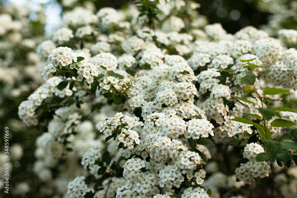 Beautiful lush bush of garden spirea close up. Branches with many small white flowers, natural concept, enjoyment of spring or summer flowering. Beautiful lush bush of garden spirea close up. Branches with many small white flowers, natural concept, enjoyment of spring or summer flowering.