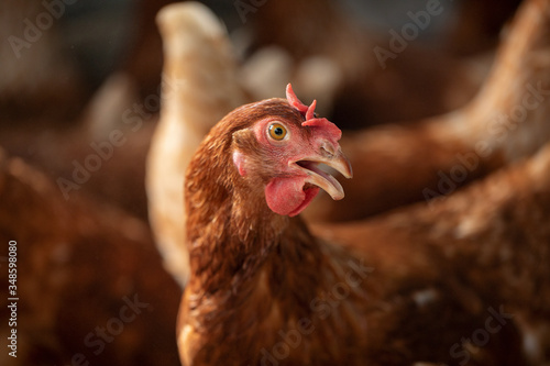 Chicken breeds used to lay eggs.