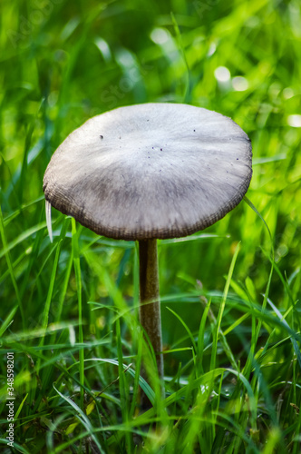 Mushroom isolated in the meadow - closeup