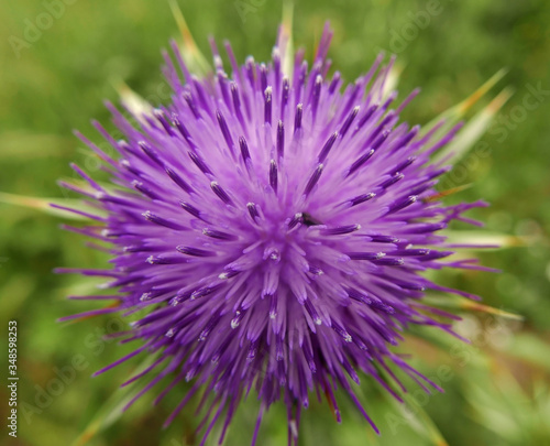 Fotografía un bel cardo viola esplosivo sullo sfondo verde del campo
