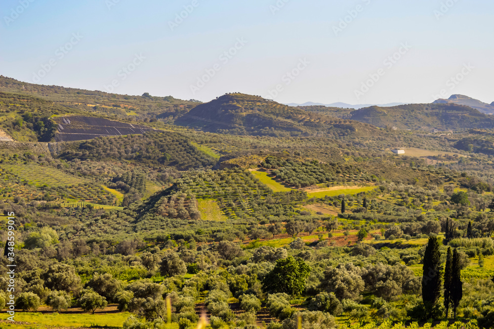 Plantation of olive trees in Crete, the island of olive trees,