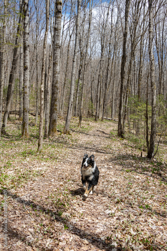 Young dog enjoys a run through the forest in spring Young dog enjoys a run through the forest in spring
