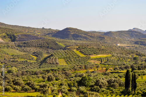 Plantation of olive trees in Crete, the island of olive trees,