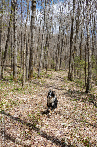 Young dog enjoys a run through the forest in spring