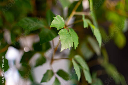 Wallpaper Mural Green and fragile leaves of houseplants, close-up for design background with blur, for decoration and decoration
 Torontodigital.ca