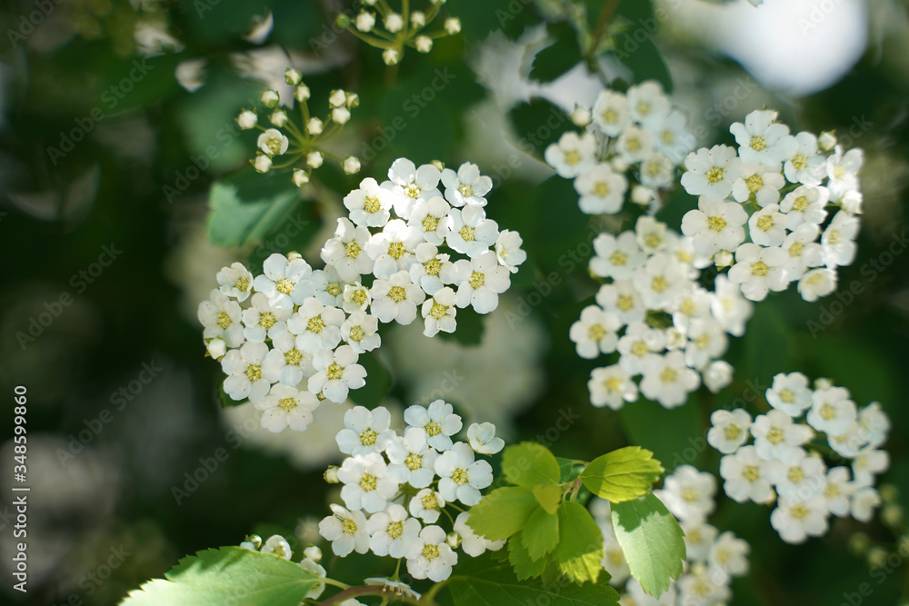 spring white flowers on the bush spring white flowers on the bush