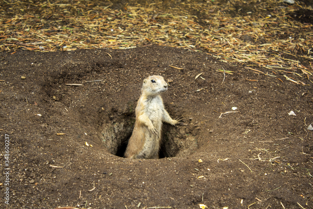 custom made wallpaper toronto digitalA prairie dog in a burrow