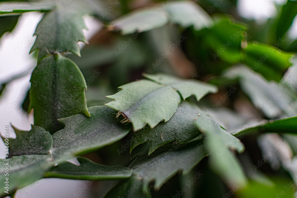 Obraz premium Green and fragile leaves of houseplants, close-up for design background with blur, for decoration and decoration 