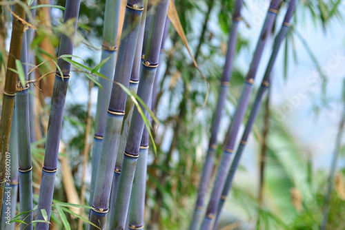 Bamboo cane forest with copy space.
