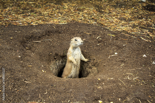 Wallpaper Mural A prairie dog in a burrow Torontodigital.ca