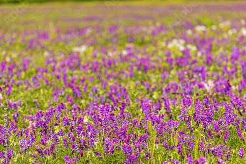 purple flowering field in Thuringia