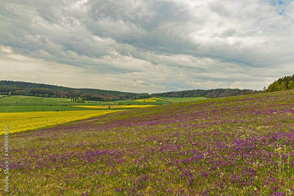 landscape near Hohenfelden in Thuringia with purple flowering blossoms in spring