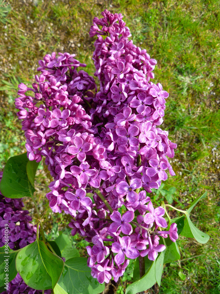 Spring lilac flowers. Lilac flowers for background (Syringa vulgaris). Blooming gardens, abstract soft floral background. Closeup, selective focus. Spring lilac flowers. Lilac flowers for background (Syringa vulgaris). Blooming gardens, abstract soft floral background. Closeup, selective focus.