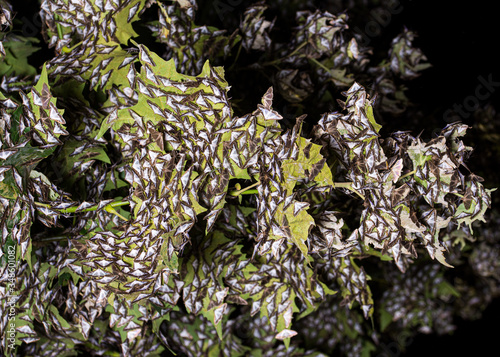 The box tree moth, (Cydalima perspectalis) is a invasive pest photo