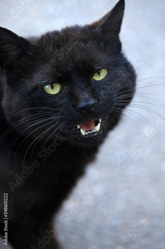 Fototapeta Naklejka Na Ścianę i Meble -  Portrait of black cat