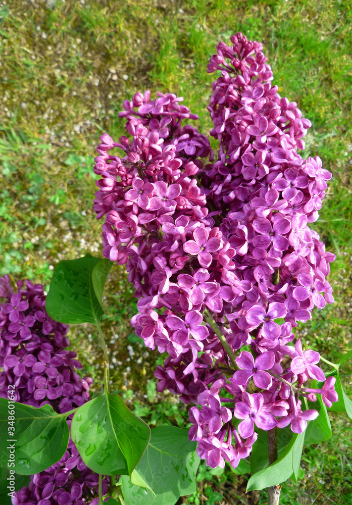 Spring lilac flowers. Lilac flowers for background (Syringa vulgaris). Blooming gardens, abstract soft floral background. Closeup, selective focus. Spring lilac flowers. Lilac flowers for background (Syringa vulgaris). Blooming gardens, abstract soft floral background. Closeup, selective focus.