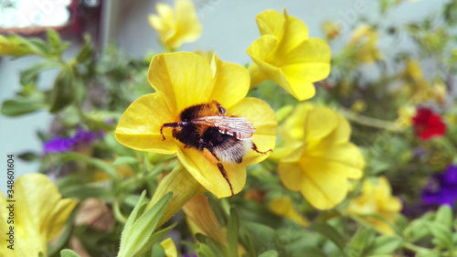 Bumblebee on a yellow flower © Taucova