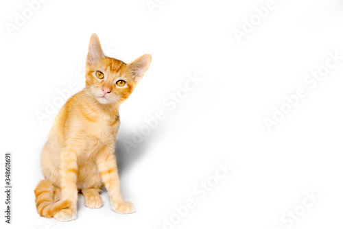 Small beautiful orange kitten in white background © mardoz