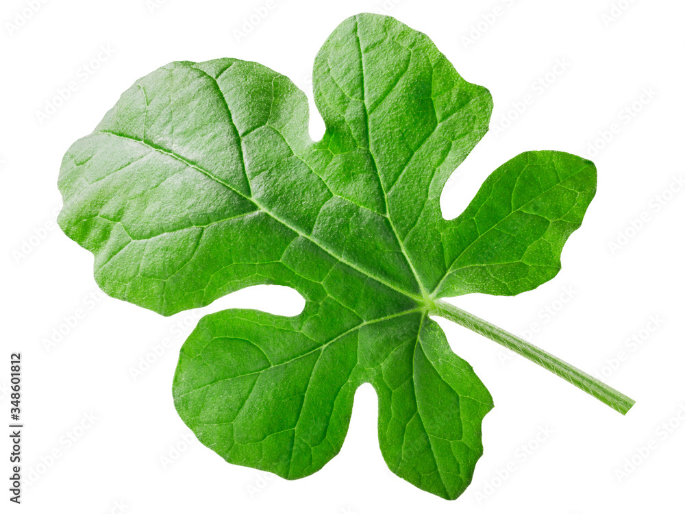 Watermelon young leaf, paths Watermelon young leaf, paths
