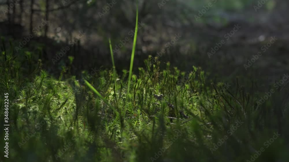 Spring in the forest. Juicy green grass and moss are blooming in the morning sun rays. Close up of plants. 4k footage. Polish woods, lower Silesia. Spring in the forest. Juicy green grass and moss are blooming in the morning sun rays. Close up of plants. 4k footage. Polish woods, lower Silesia.