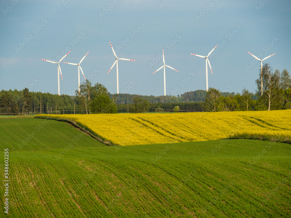 Cultivated fields, grain and rapeseed. Windmills in the background. Hancza lake surroundings, Poland Cultivated fields, grain and rapeseed. Windmills in the background. Hancza lake surroundings, Poland