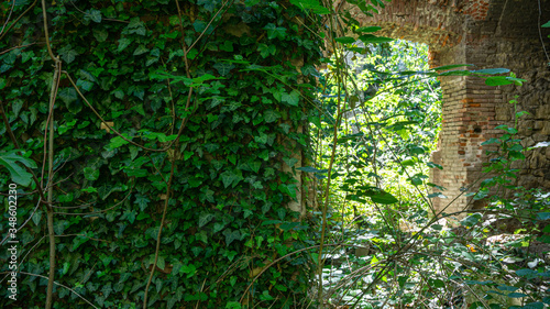 The remains of old building, overgrown with ivy, shrubs and trees. Georgia country. Kutaisi city