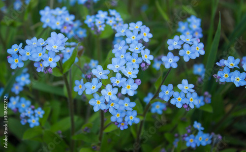 Blue forget me not flowers blooming on green background (Forget-me-nots, Myosotis sylvatica, Myosotis scorpioides).  Spring blossom background. Closeup, low key
