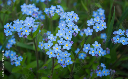 Blue forget me not flowers blooming on green background (Forget-me-nots, Myosotis sylvatica, Myosotis scorpioides). Spring blossom background. Closeup, low key