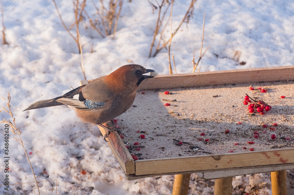 Naklejka premium Jay bird on the feeder
