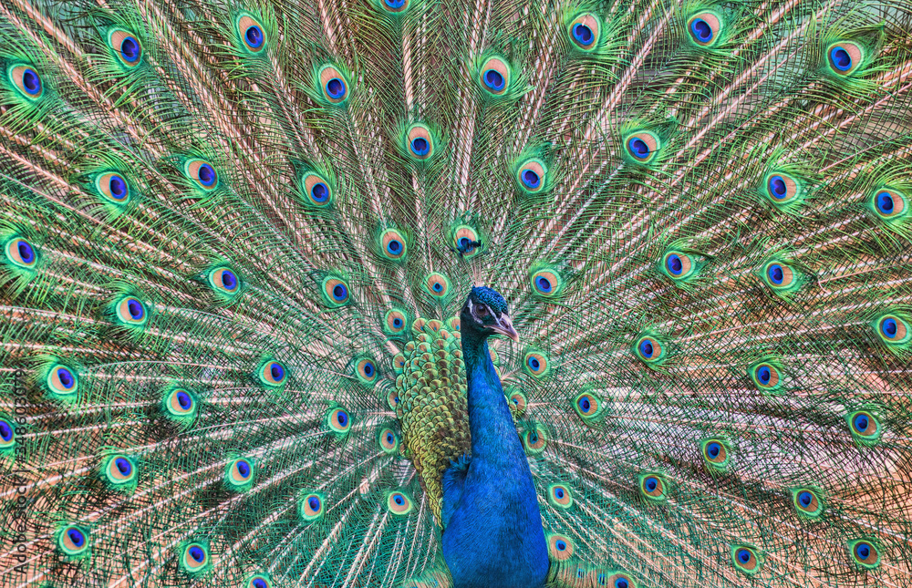 Naklejka premium beautiful bright peacock with green and blue tail