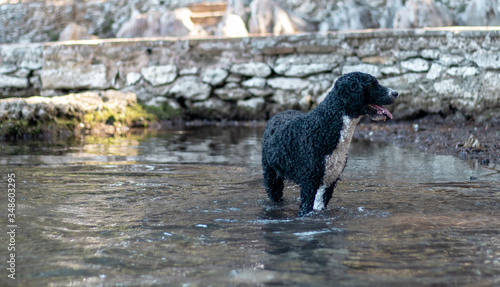 Short haired black and white dog standing in shallow water with it's tongue out on a warm summer day